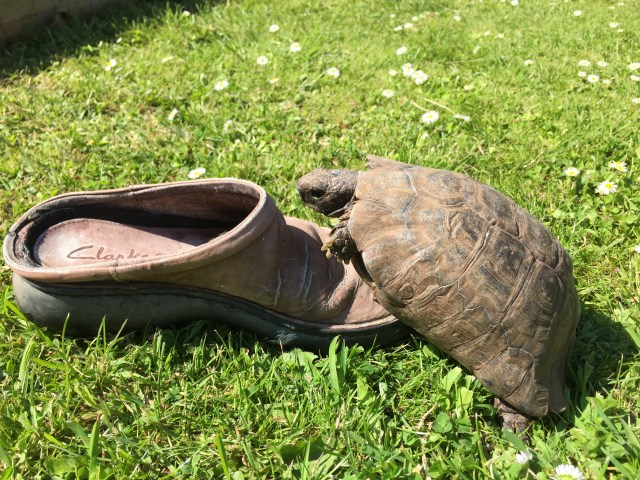 Tortoise on Shoe action
