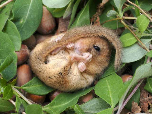 dormouse